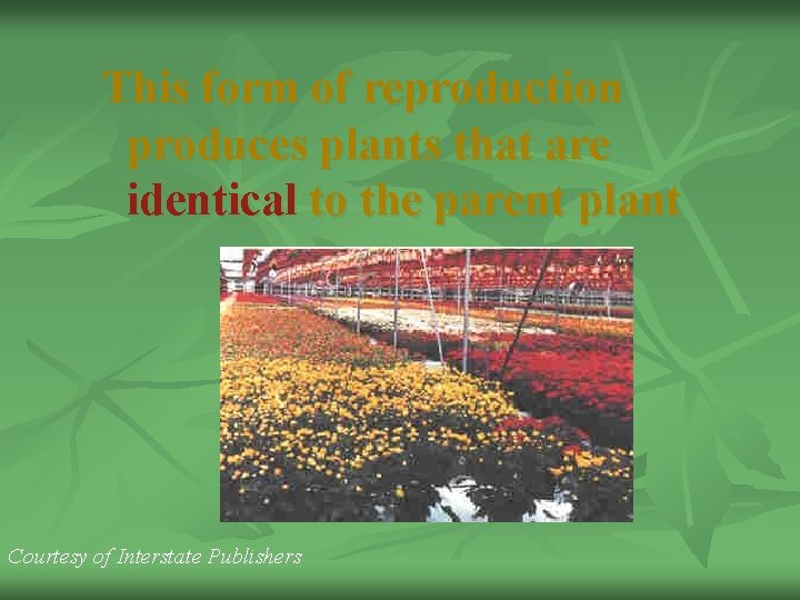 This form of reproduction produces plants that are identical to the parent plant Courtesy