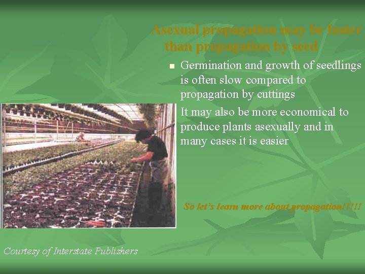 Asexual propagation may be faster than propagation by seed n n Germination and growth