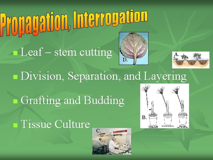 n Leaf – stem cutting n Division, Separation, and Layering n Grafting and Budding