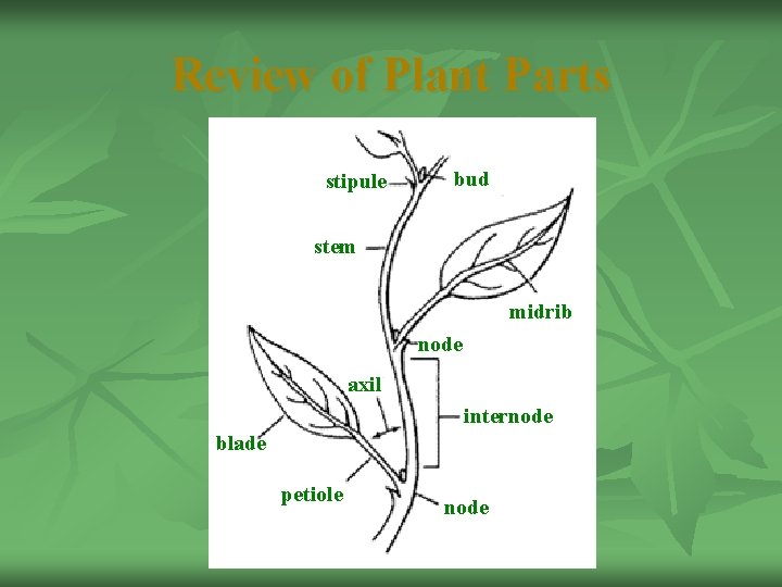 Review of Plant Parts stipule bud stem midrib node axil internode blade petiole node