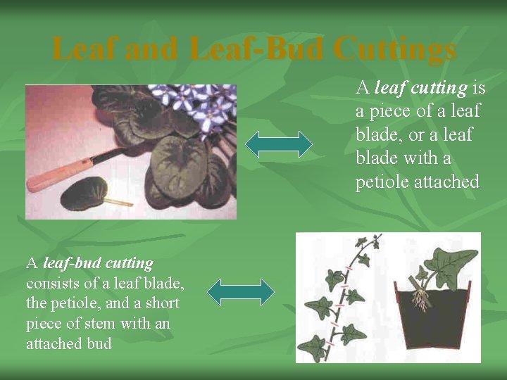 Leaf and Leaf-Bud Cuttings A leaf cutting is a piece of a leaf blade,