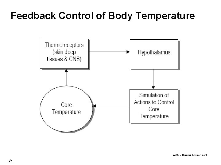 Feedback Control of Body Temperature W 502 – Thermal Environment 37. Feedback Control of Body Temperature W 502 – Thermal Environment 37.