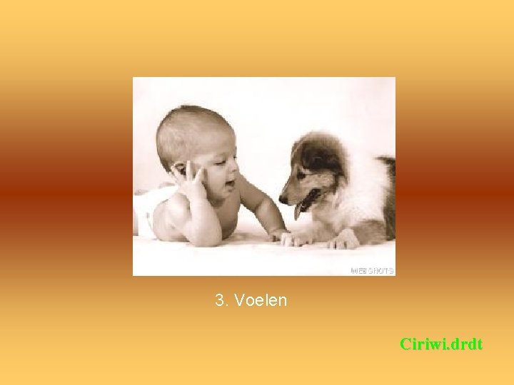 3. Voelen Ciriwi. drdt 