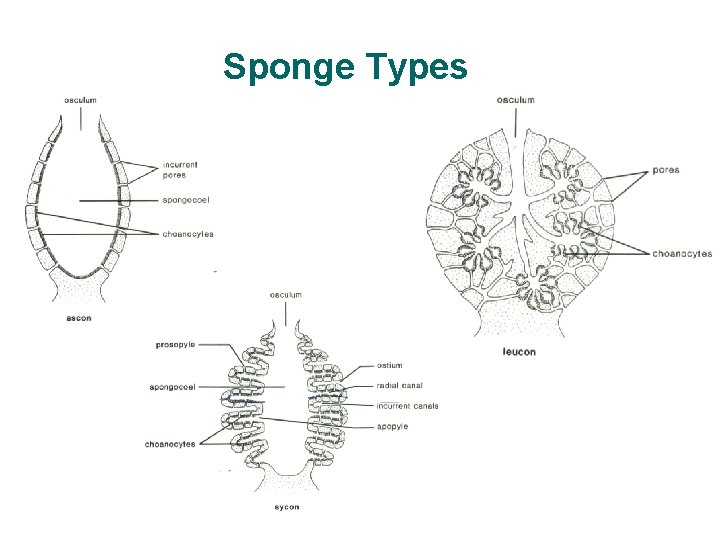 Sponge Types 