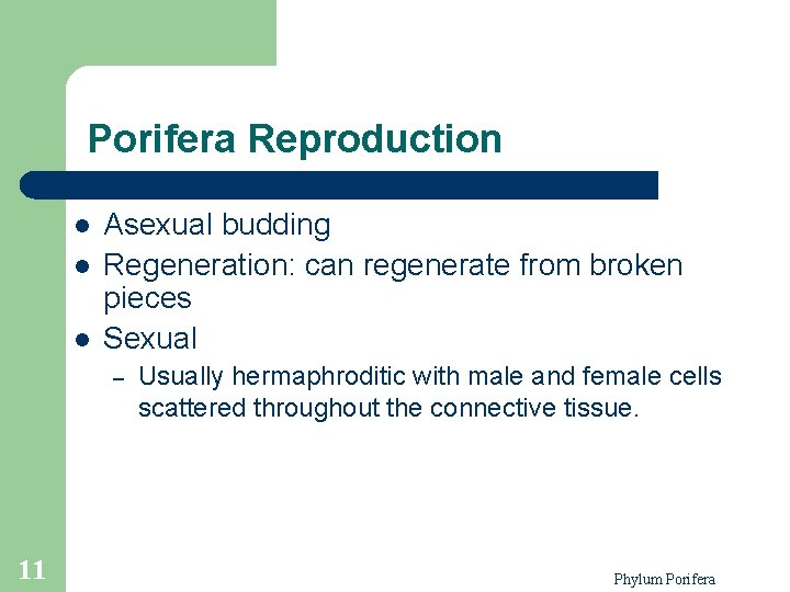 Porifera Reproduction l l l Asexual budding Regeneration: can regenerate from broken pieces Sexual