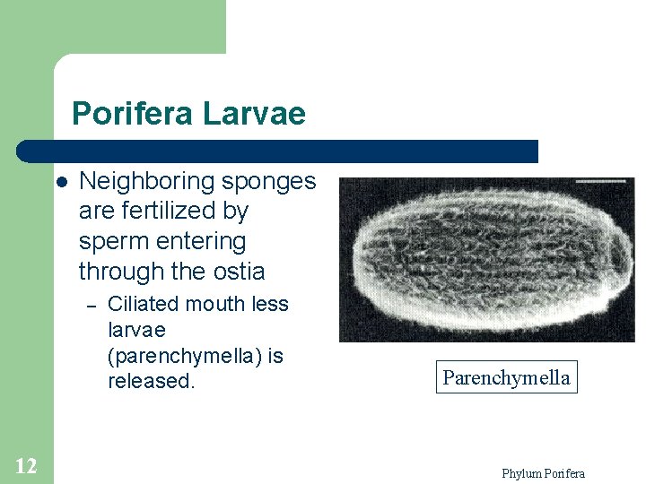 Porifera Larvae l Neighboring sponges are fertilized by sperm entering through the ostia –