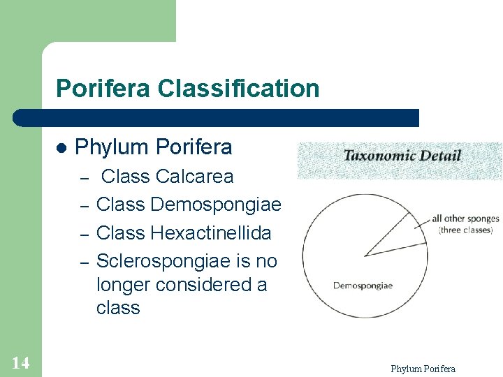 Porifera Classification l Phylum Porifera – – 14 Class Calcarea Class Demospongiae Class Hexactinellida