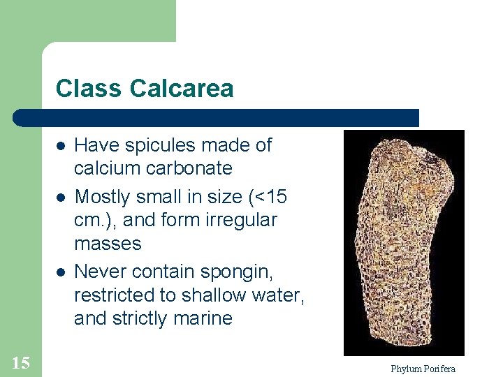 Class Calcarea l l l 15 Have spicules made of calcium carbonate Mostly small