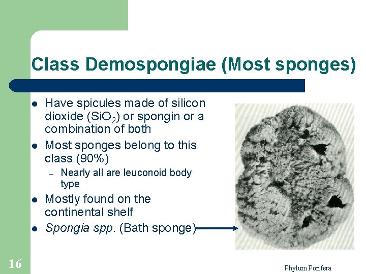 Class Demospongiae (Most sponges) l l Have spicules made of silicon dioxide (Si. O