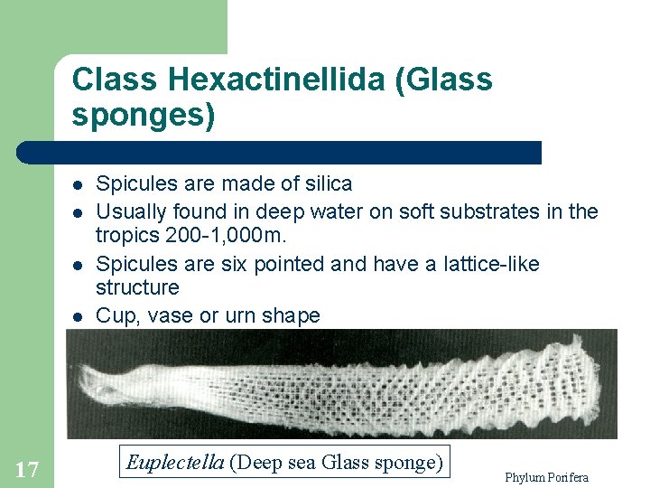 Class Hexactinellida (Glass sponges) l l 17 Spicules are made of silica Usually found