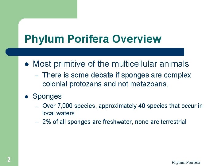 Phylum Porifera Overview l Most primitive of the multicellular animals – l Sponges –