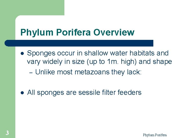 Phylum Porifera Overview 3 l Sponges occur in shallow water habitats and vary widely