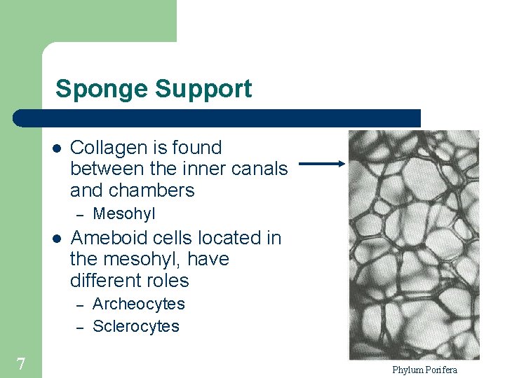 Sponge Support l Collagen is found between the inner canals and chambers – l