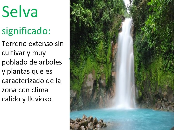 Selva significado: Terreno extenso sin cultivar y muy poblado de arboles y plantas que