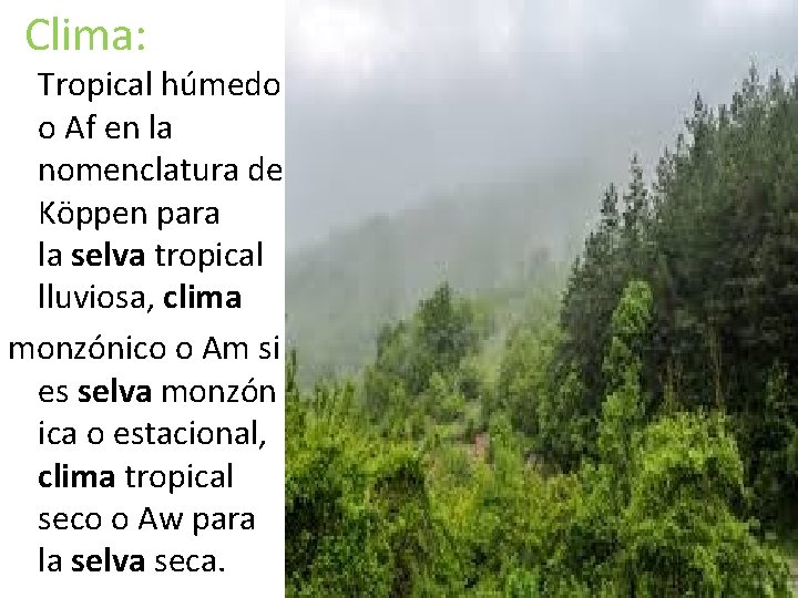  Clima: Tropical húmedo o Af en la nomenclatura de Köppen para la selva