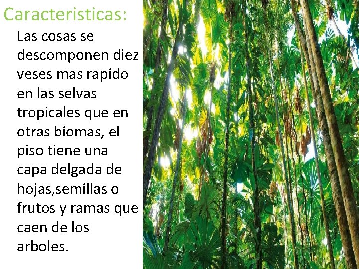Caracteristicas: Las cosas se descomponen diez veses mas rapido en las selvas tropicales que