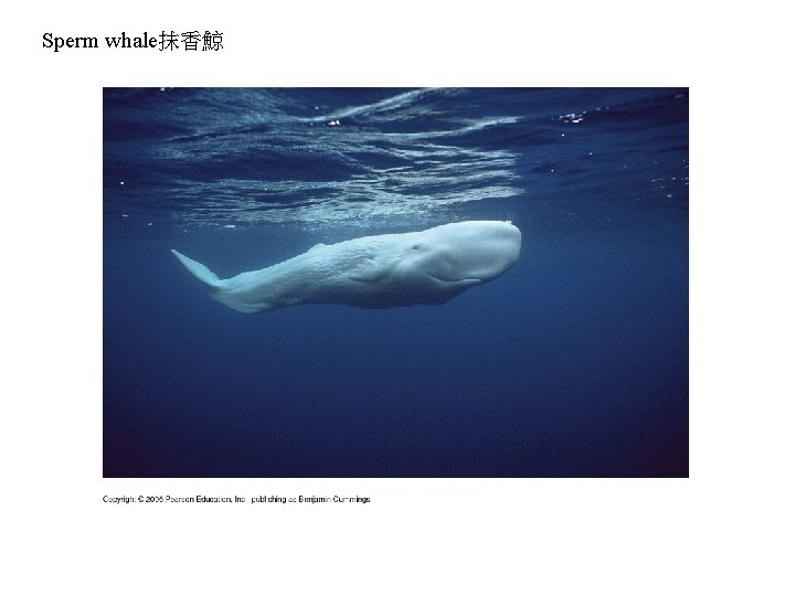 Sperm whale抹香鯨 