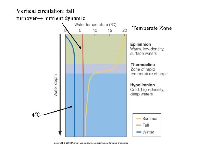 Vertical circulation: fall turnover→ nutrient dynamic Temperate Zone 4℃ 