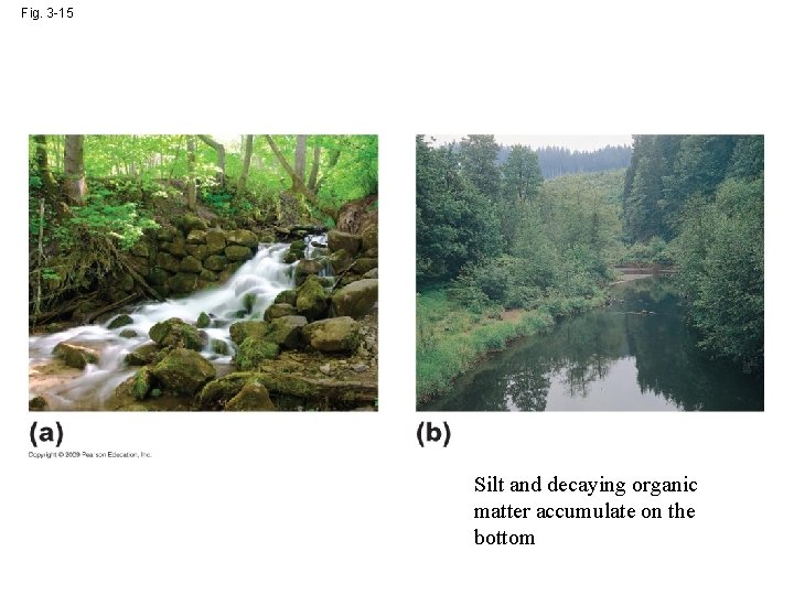 Fig. 3 -15 Silt and decaying organic matter accumulate on the bottom 