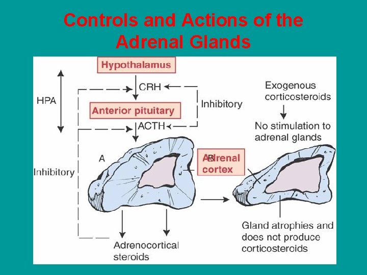Controls and Actions of the Adrenal Glands 