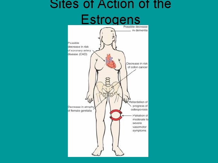 Sites of Action of the Estrogens 