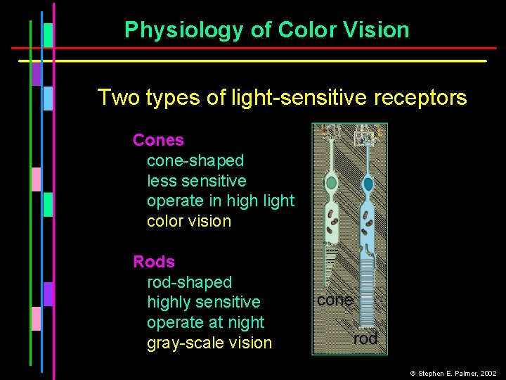 Physiology of Color Vision Two types of light-sensitive receptors Cones cone-shaped less sensitive operate