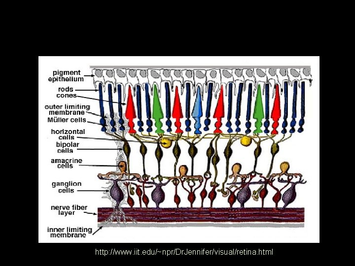 Rods and Cones in the Retina http: //www. iit. edu/~npr/Dr. Jennifer/visual/retina. html 