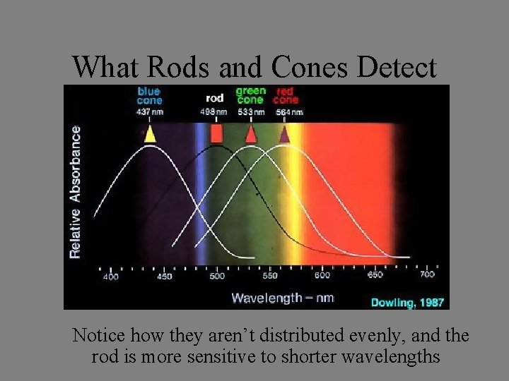 What Rods and Cones Detect Notice how they aren’t distributed evenly, and the rod