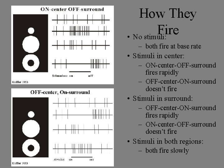 How They Fire • No stimuli: – both fire at base rate • Stimuli