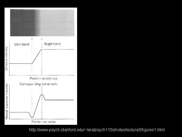  • Center / Surround Strong activation in center, inhibition on surround • The