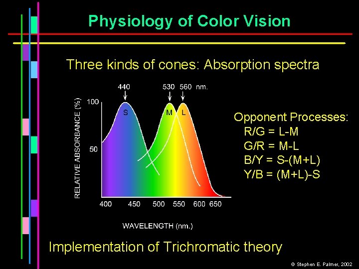 Physiology of Color Vision Three kinds of cones: Absorption spectra Opponent Processes: R/G =