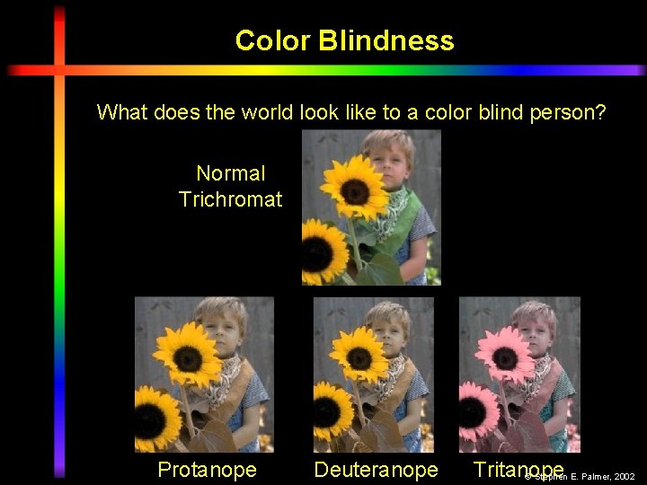 Color Blindness What does the world look like to a color blind person? Normal