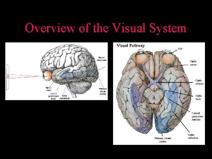 Overview of the Visual System 