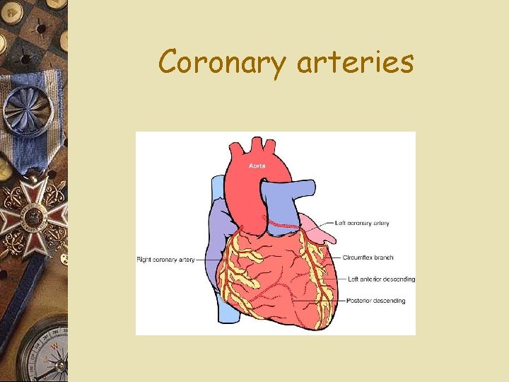 Coronary arteries 