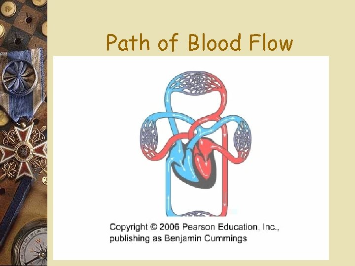 Path of Blood Flow 