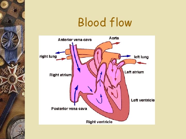 Blood flow 