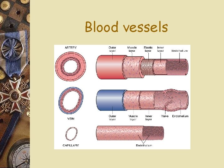 Blood vessels 