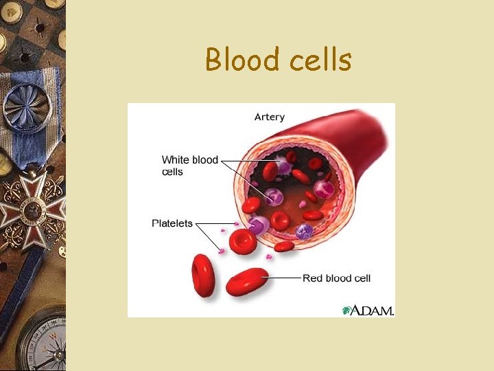 Blood cells 