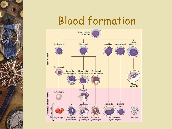 Blood formation 