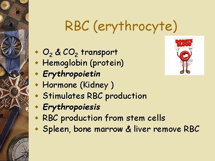 RBC (erythrocyte) w w w w O 2 & CO 2 transport Hemoglobin (protein)