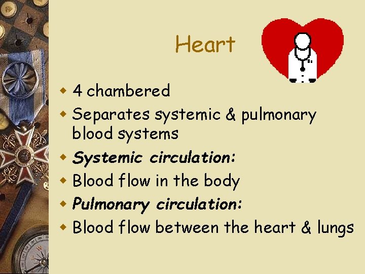 Heart w 4 chambered w Separates systemic & pulmonary blood systems w Systemic circulation: