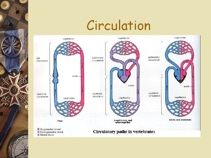 Circulation 