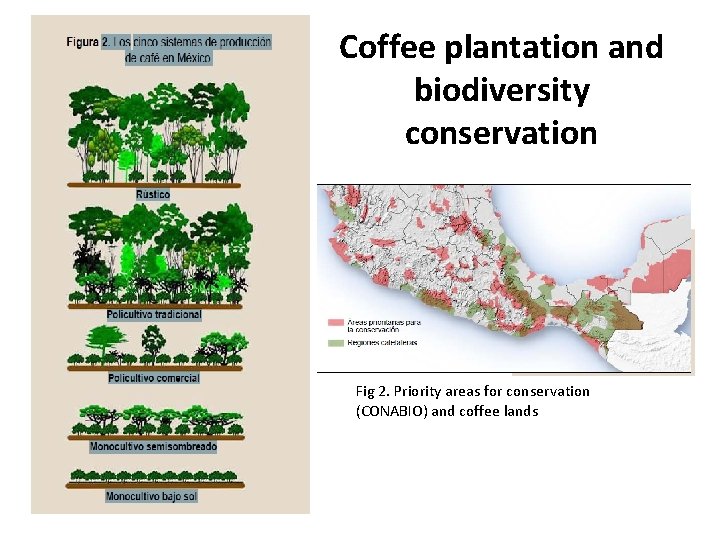 Coffee plantation and biodiversity conservation Fig 2. Priority areas for conservation (CONABIO) and coffee