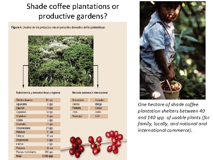 Shade coffee plantations or productive gardens? One hectare of shade coffee plantation shelters between