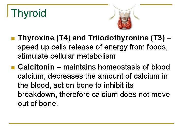Thyroid n n Thyroxine (T 4) and Triiodothyronine (T 3) – speed up cells