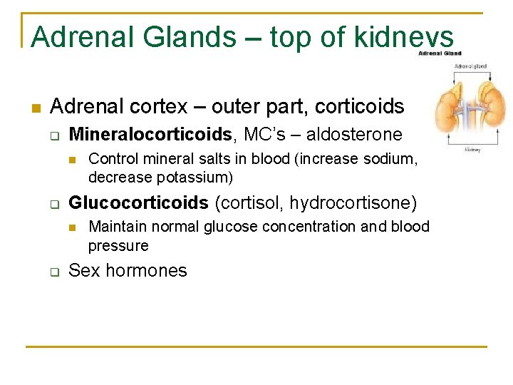 Adrenal Glands – top of kidneys n Adrenal cortex – outer part, corticoids q