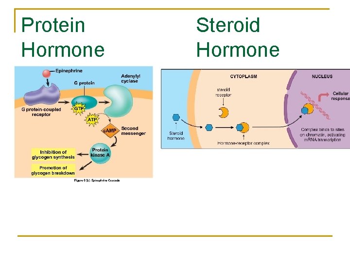 Protein Hormone Steroid Hormone 