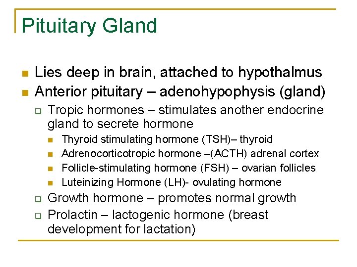 Pituitary Gland n n Lies deep in brain, attached to hypothalmus Anterior pituitary –