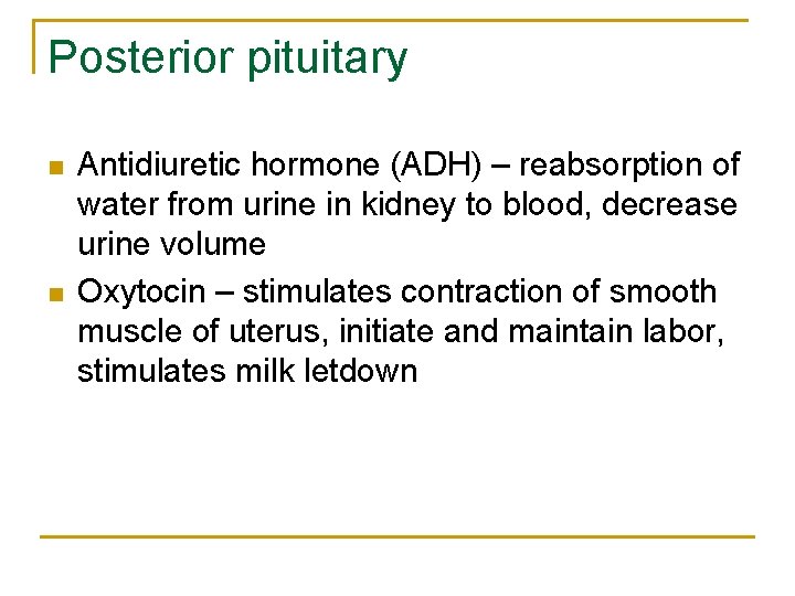 Posterior pituitary n n Antidiuretic hormone (ADH) – reabsorption of water from urine in