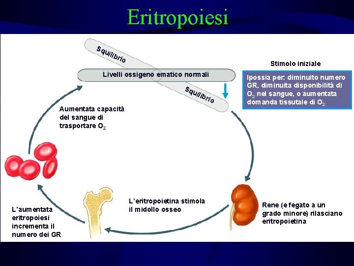 Eritropoiesi Sq uili bri o Stimolo iniziale Livelli ossigeno ematico normali Sq uili bri